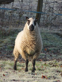 Kerry Hill Ram bred by Ben Heaps